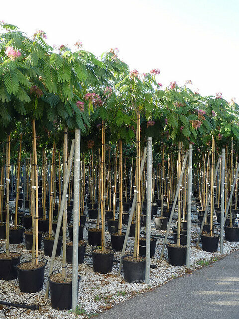Albízie Ombrella perský hedvábný strom 130/150 cm, v květináči Albissia julibrissin